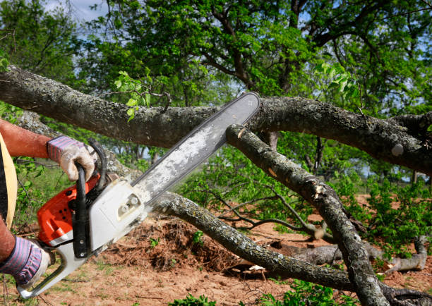 Best Tree Health Inspection  in Parowan, UT